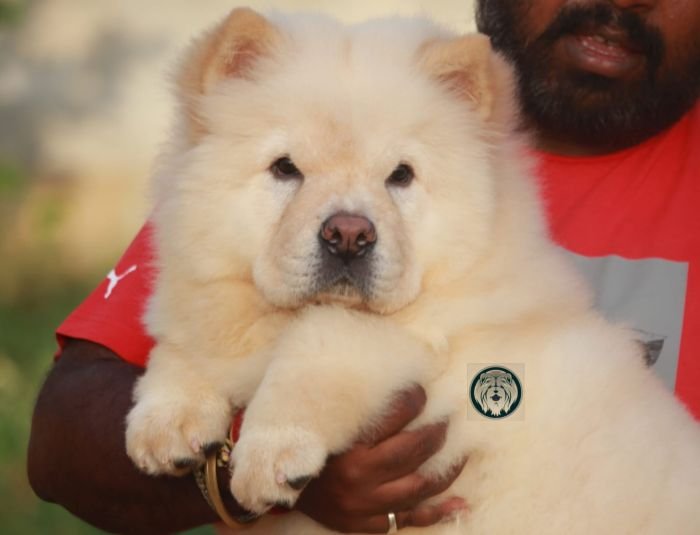 DogsIndia.com - Chow Chow - Manoj