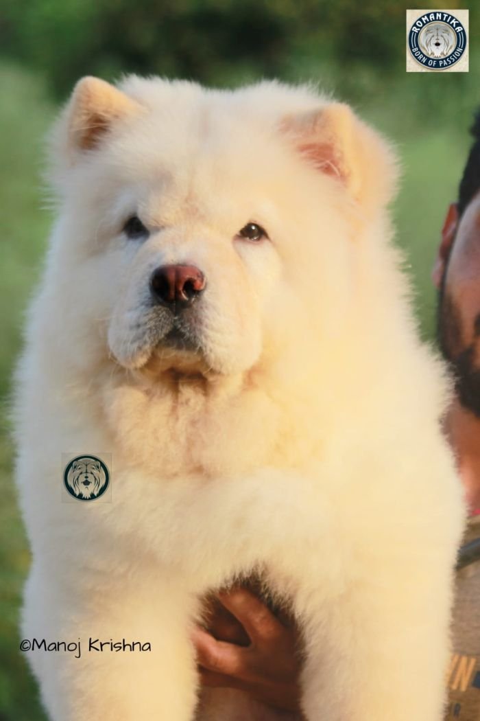 DogsIndia.com - Chow Chow - Manoj
