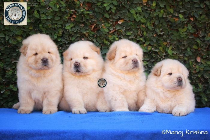 DogsIndia.com - Chow Chow - Manoj
