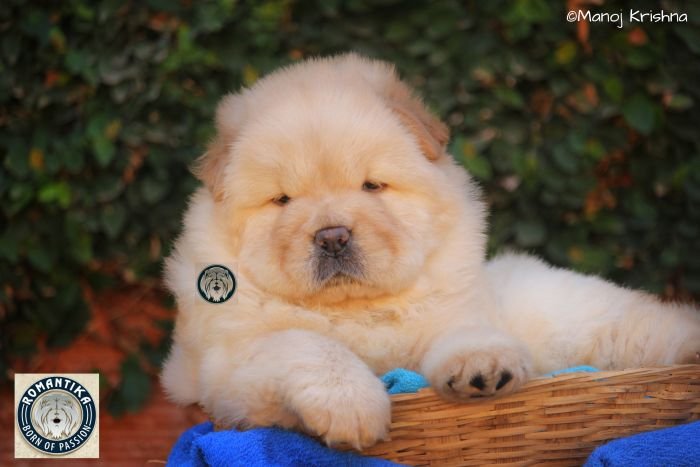 DogsIndia.com - Chow Chow - Manoj