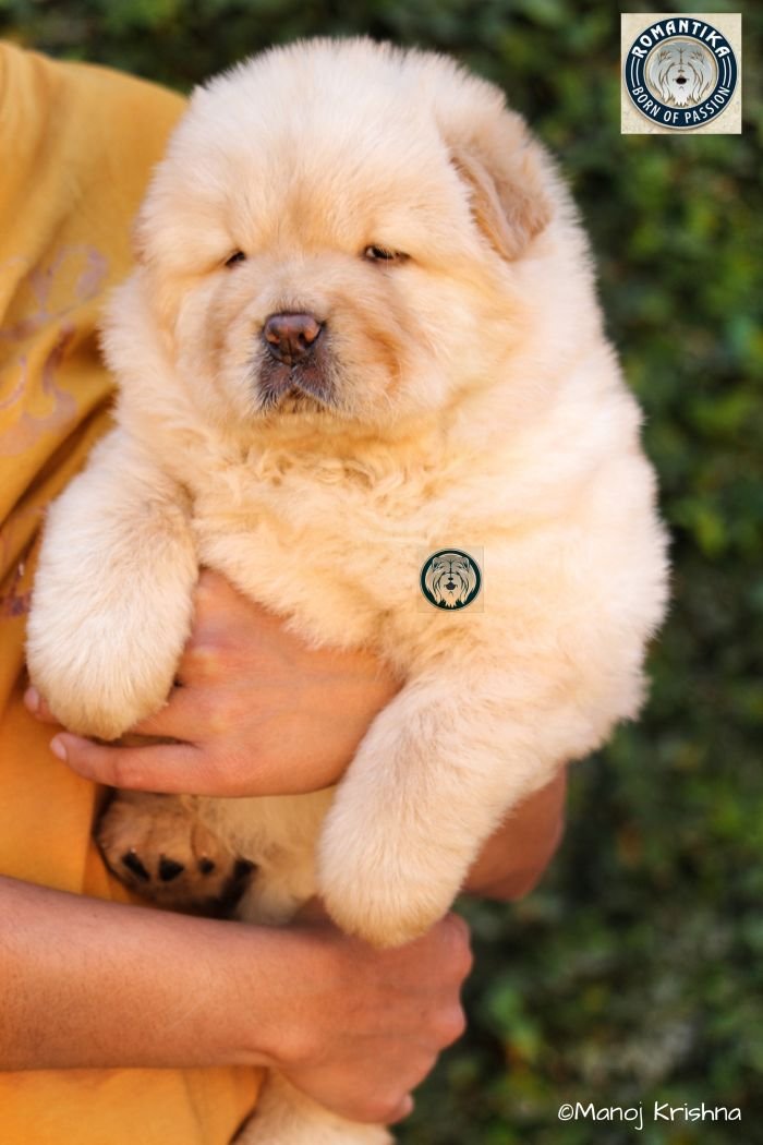 DogsIndia.com - Chow Chow - Manoj