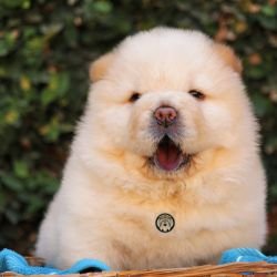DogsIndia.com - Chow Chow - Manoj