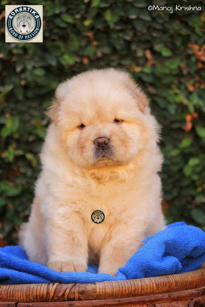 DogsIndia.com - Chow Chow - Manoj