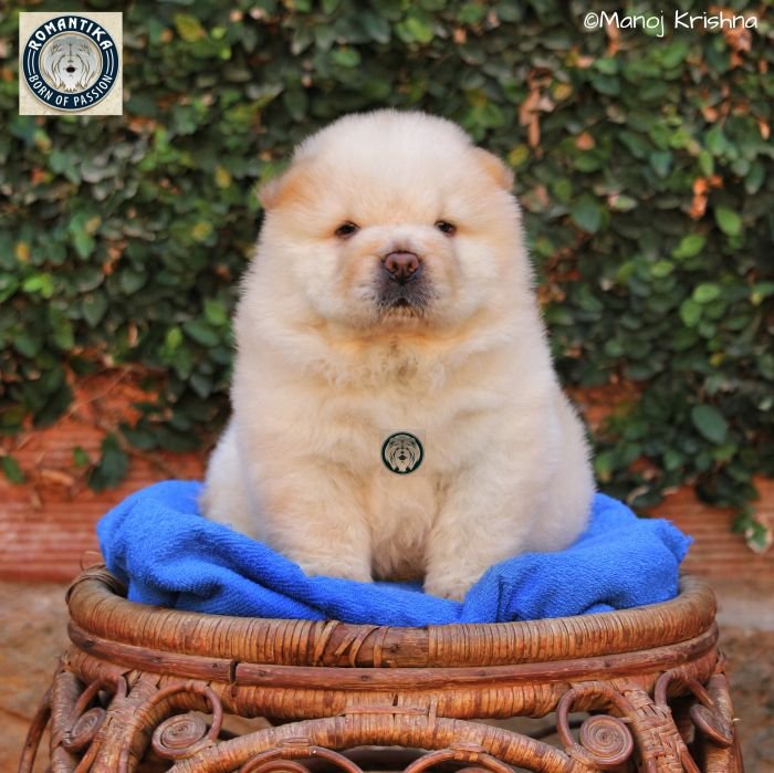 DogsIndia.com - Chow Chow - Manoj