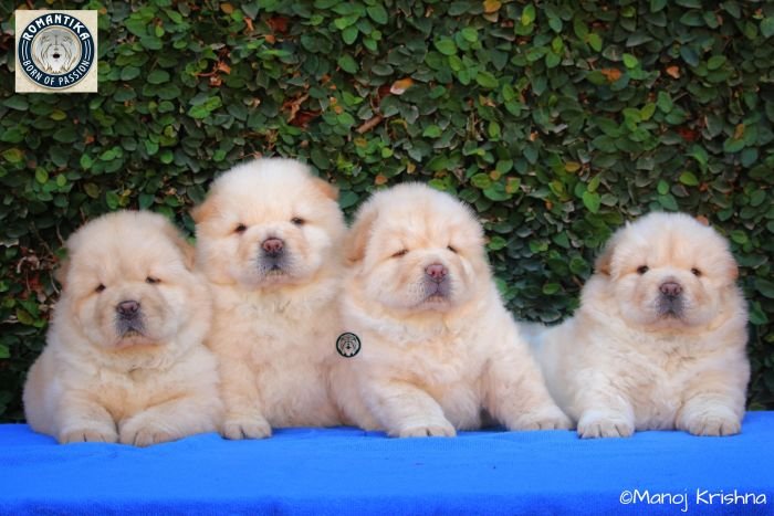 DogsIndia.com - Chow Chow - Manoj
