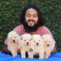 DogsIndia.com - Chow Chow - Manoj
