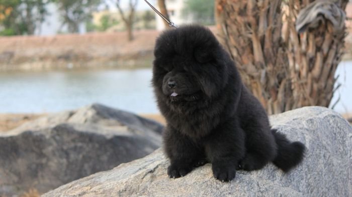 DogsIndia.com - Chow Chow - Manoj