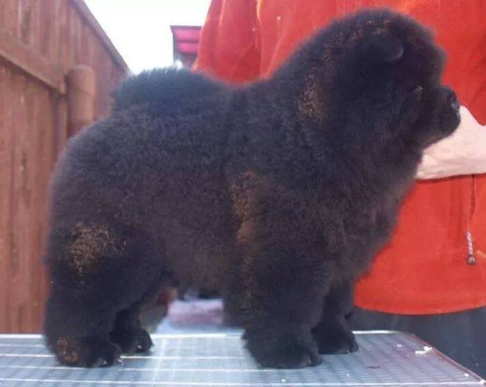 DogsIndia.com - Chow Chow - Manoj