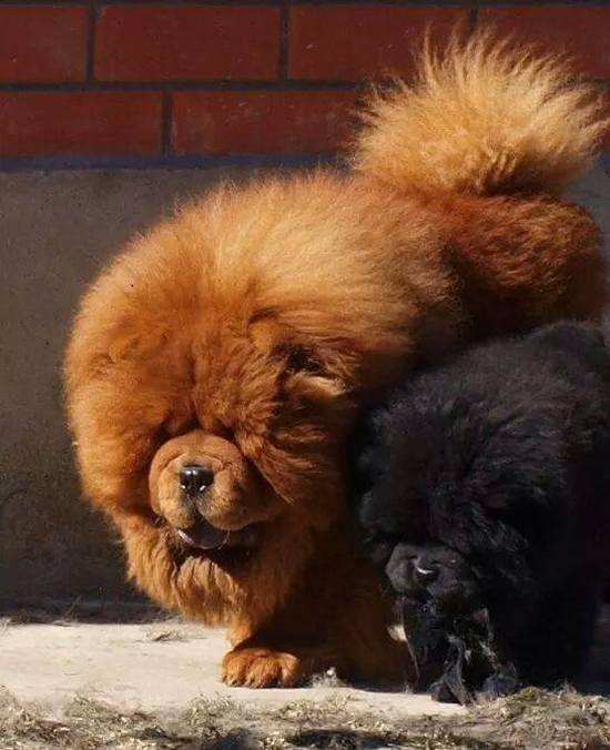 DogsIndia.com - Chow Chow - Manoj