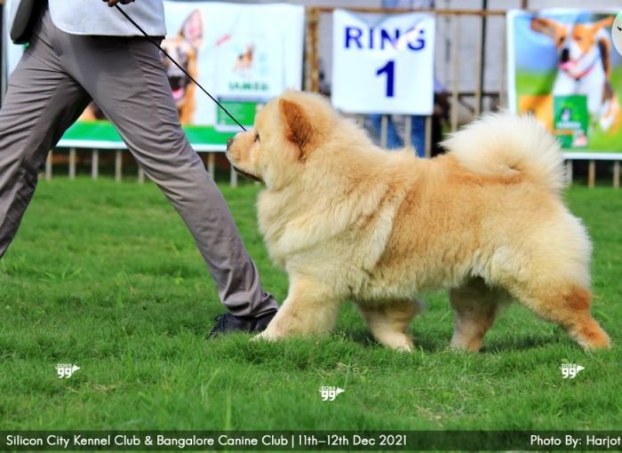 DogsIndia.com - Chow Chow - Manoj Krishna 
