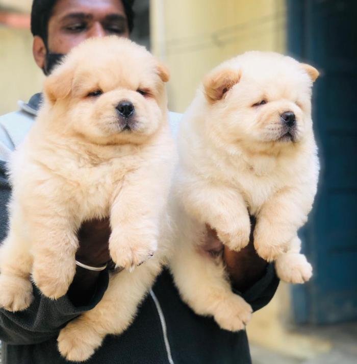 DogsIndia.com - Chow Chow - Puneeth Gowda