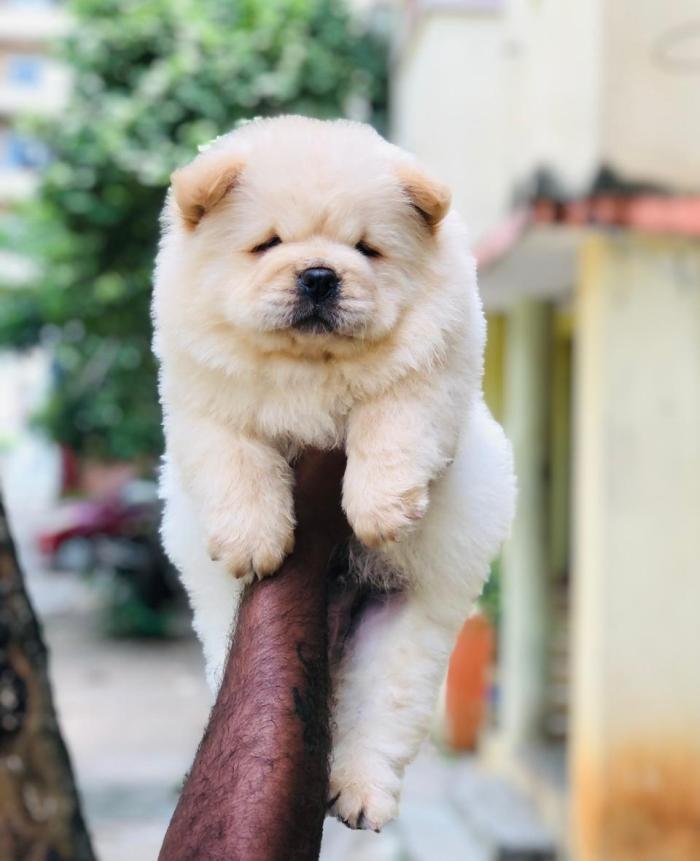 DogsIndia.com - Chow Chow - Puneeth Gowda