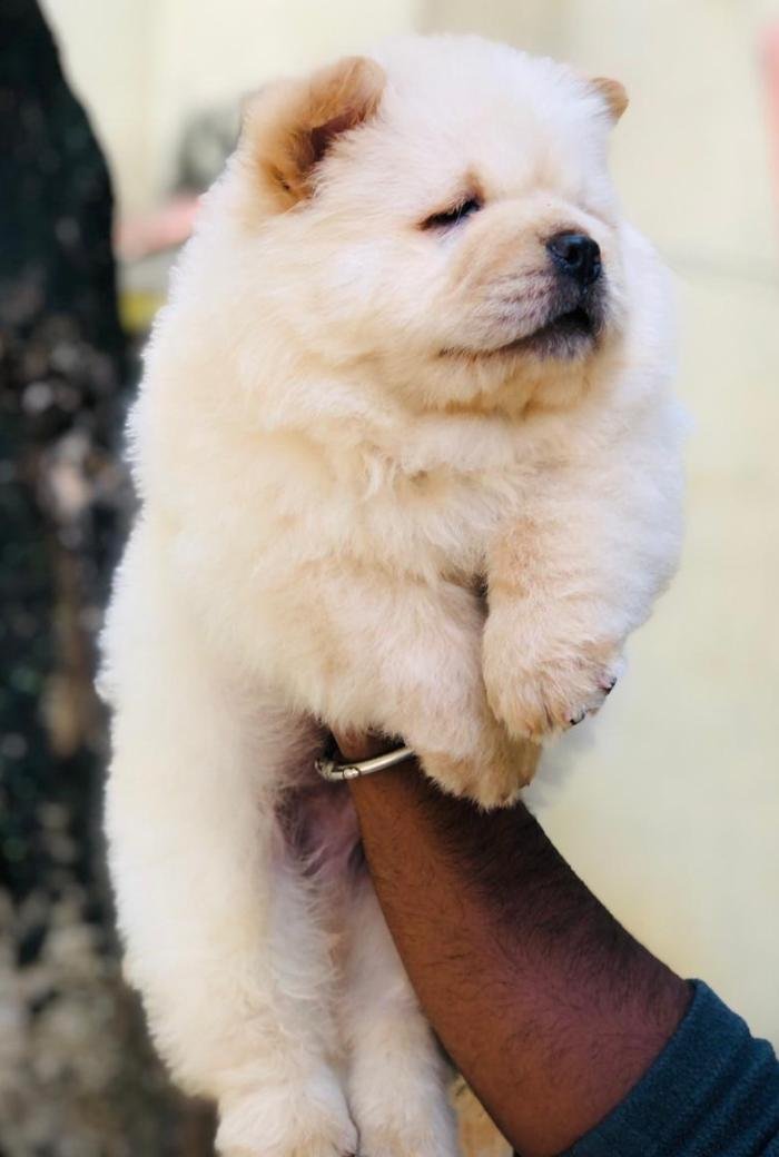 DogsIndia.com - Chow Chow - Puneeth Gowda