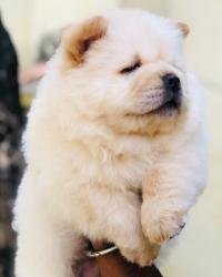 DogsIndia.com - Chow Chow - Puneeth Gowda