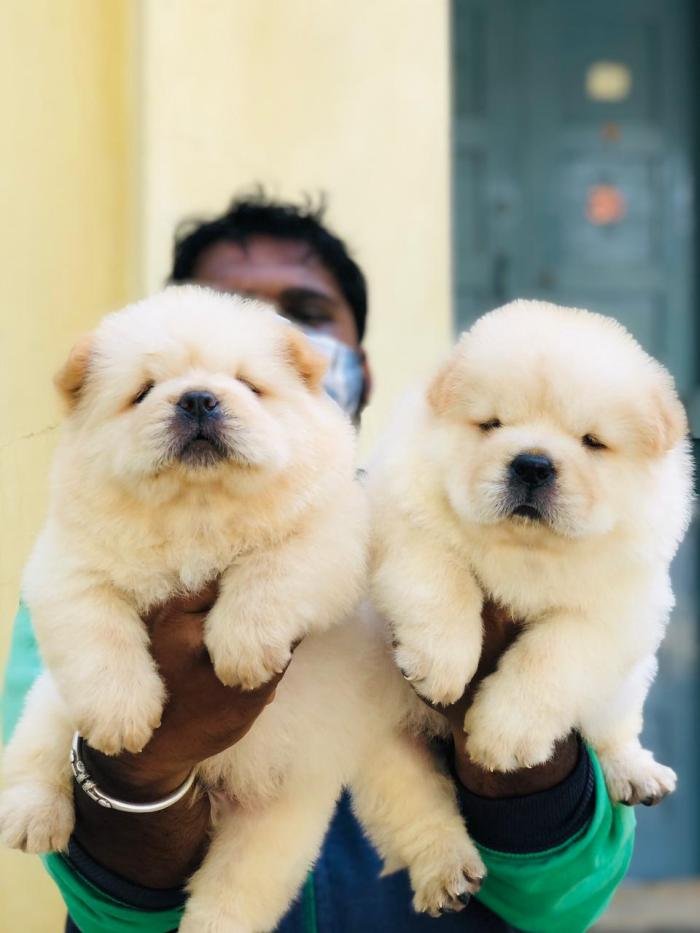 DogsIndia.com - Chow Chow - Puneeth Gowda