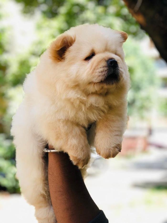 DogsIndia.com - Chow Chow - Puneeth Gowda