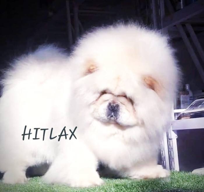 DogsIndia.com - Chow Chow - Puneeth Gowda
