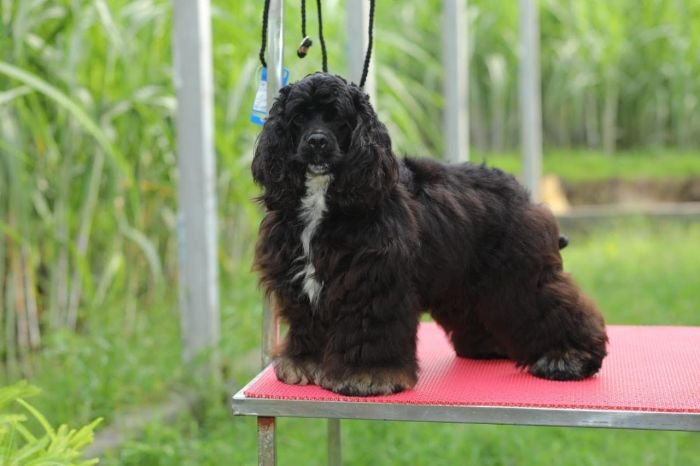 DogsIndia.com - American Cocker Spaniel - Gokulraj