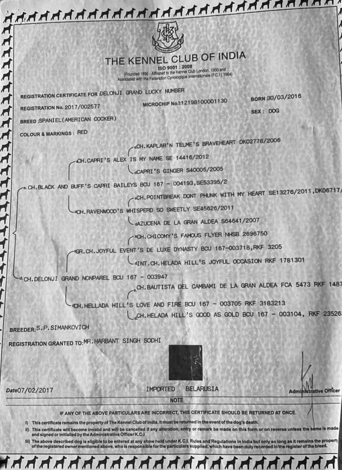 DogsIndia.com - American Cocker Spaniel - Gokulraj