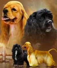 DogsIndia.com - American Cocker Spaniel - Gokulraj