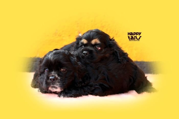 DogsIndia.com - American Cocker Spaniel - Gokulraj