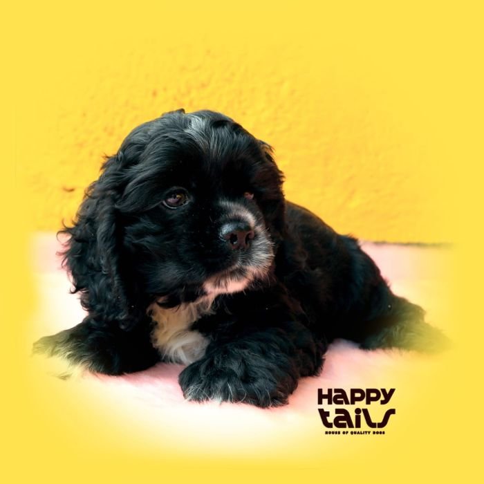 DogsIndia.com - American Cocker Spaniel - Gokulraj