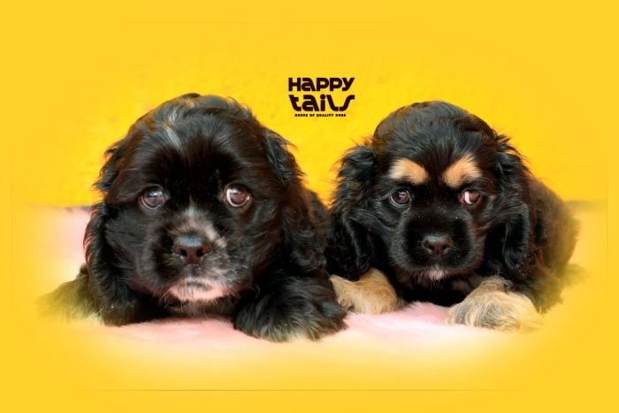 DogsIndia.com - American Cocker Spaniel - Gokulraj