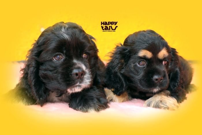 DogsIndia.com - American Cocker Spaniel - Gokulraj