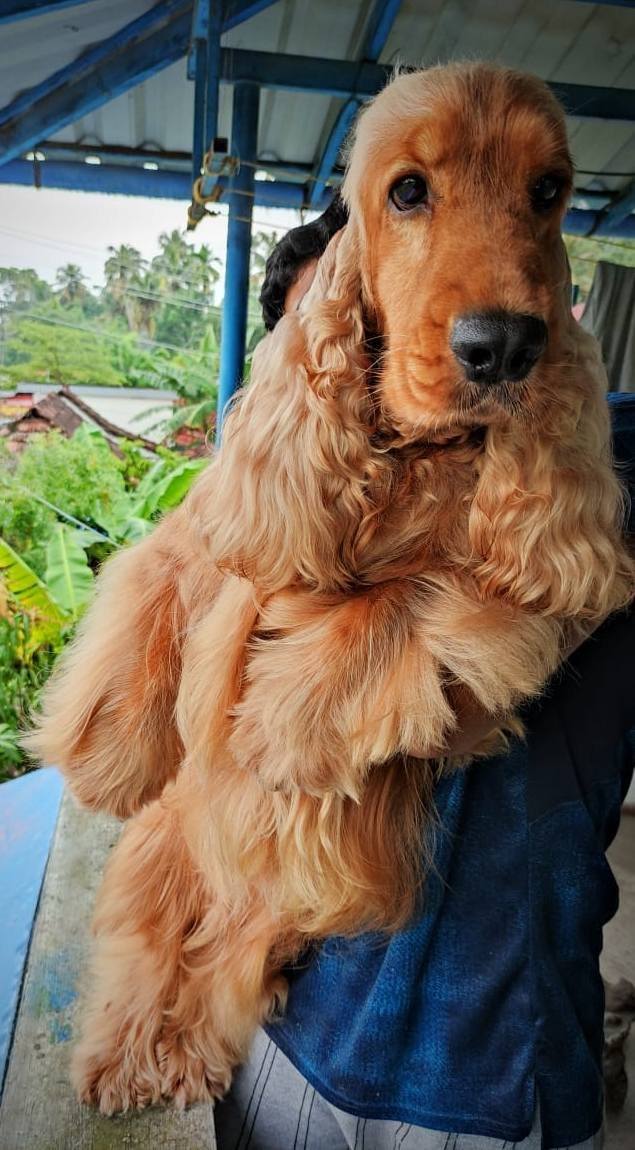 DogsIndia.com - English Cocker Spaniel - Aldrin Gonsalez