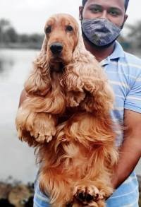 DogsIndia.com - English Cocker Spaniel - Aldrin Gonsalez