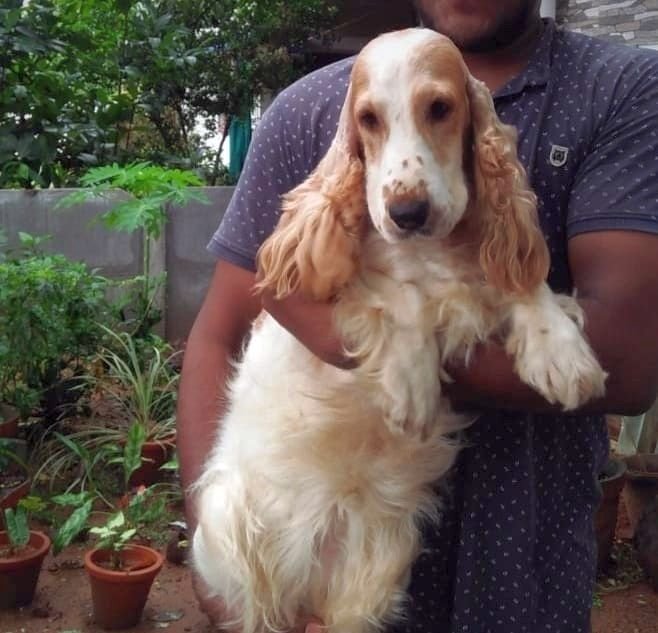 DogsIndia.com - English Cocker Spaniel - Aldrin Gonsalez