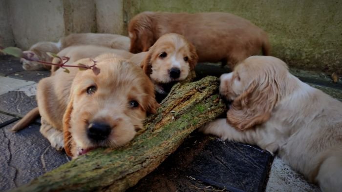 DogsIndia.com - English Cocker Spaniel - Aldrin Gonsalez