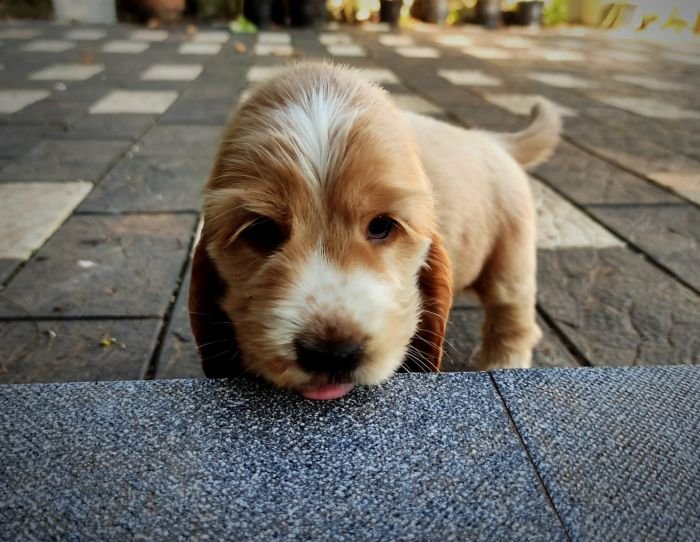 DogsIndia.com - English Cocker Spaniel - Aldrin Gonsalez