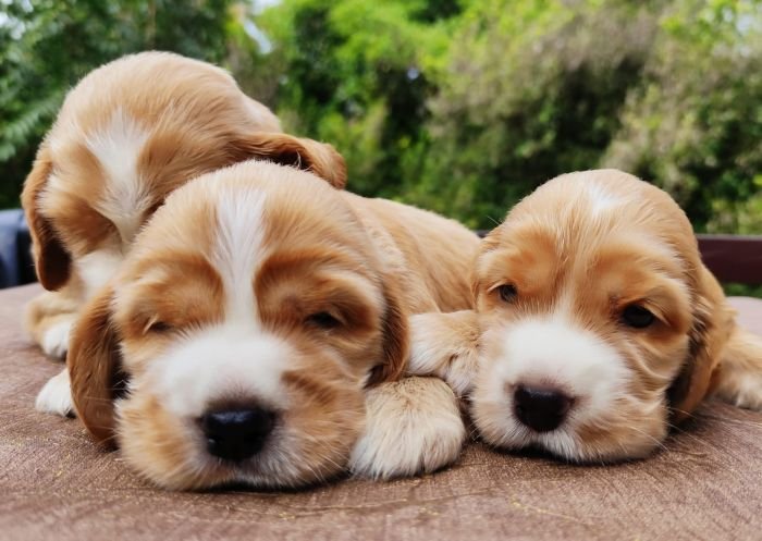 DogsIndia.com - English Cocker Spaniel - Aldrin Gonsalez