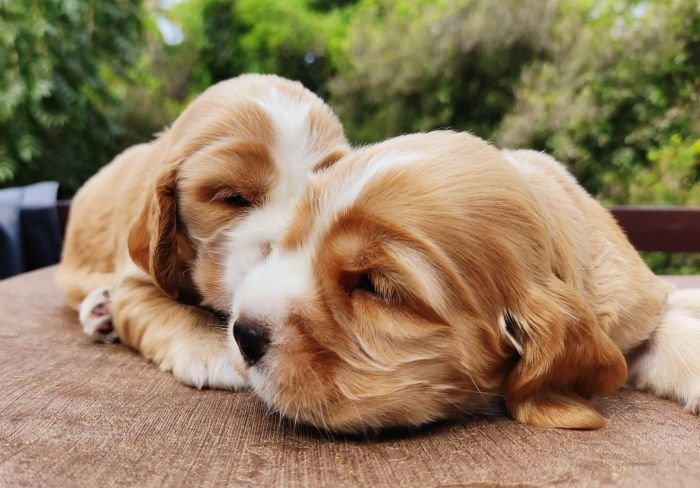 DogsIndia.com - English Cocker Spaniel - Aldrin Gonsalez