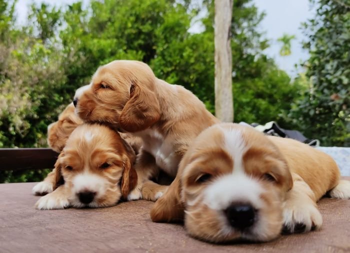 DogsIndia.com - English Cocker Spaniel - Aldrin Gonsalez