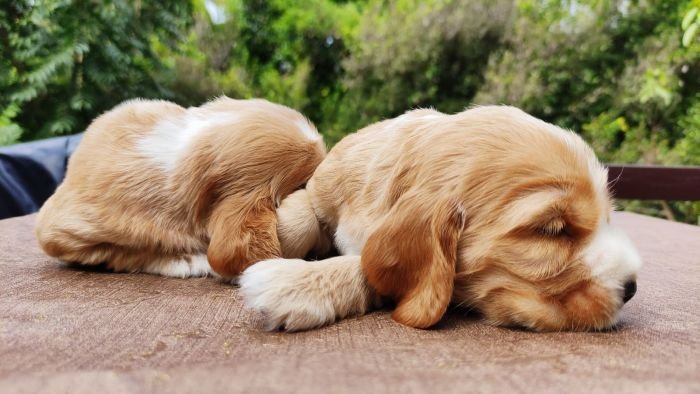DogsIndia.com - English Cocker Spaniel - Aldrin Gonsalez