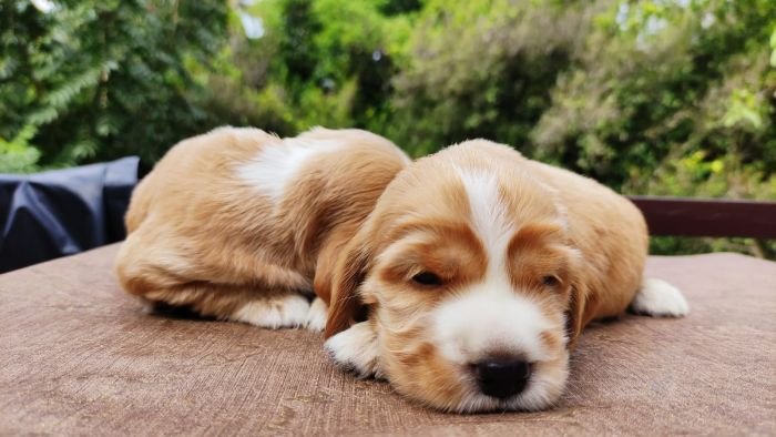 DogsIndia.com - English Cocker Spaniel - Aldrin Gonsalez