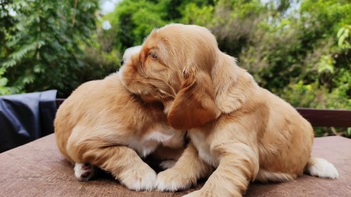 DogsIndia.com - English Cocker Spaniel - Aldrin Gonsalez
