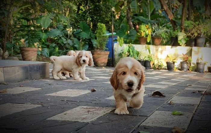 DogsIndia.com - English Cocker Spaniel - Aldrin Gonsalez
