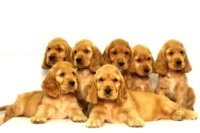 DogsIndia.com - Cocker Spaniel - English - Casagold Kennel - Cherian
