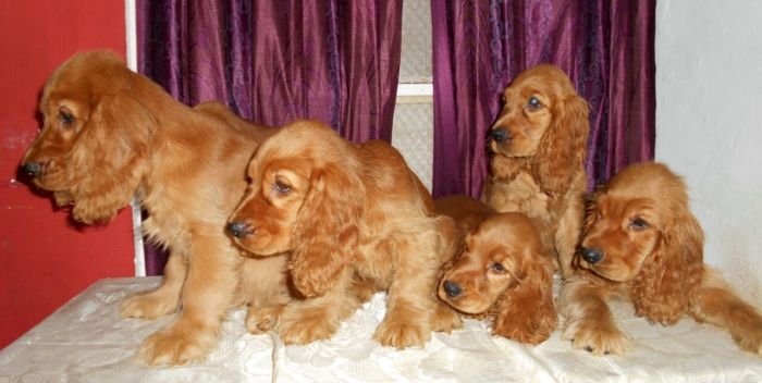 DogsIndia.com - English Cocker Spaniel - Gold Flakes Kennel