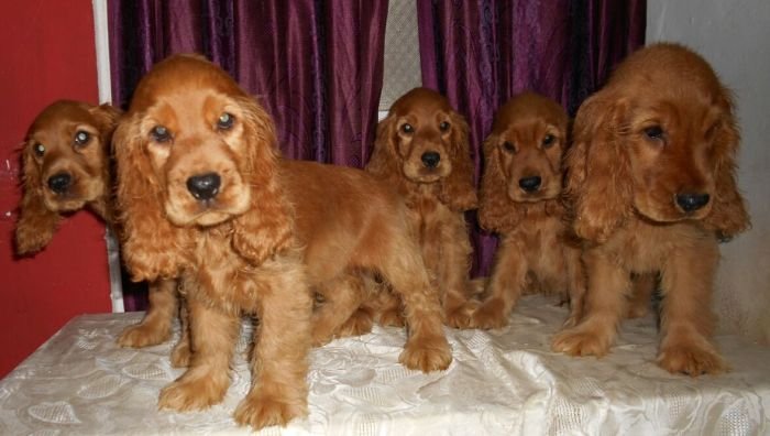 DogsIndia.com - English Cocker Spaniel - Gold Flakes Kennel