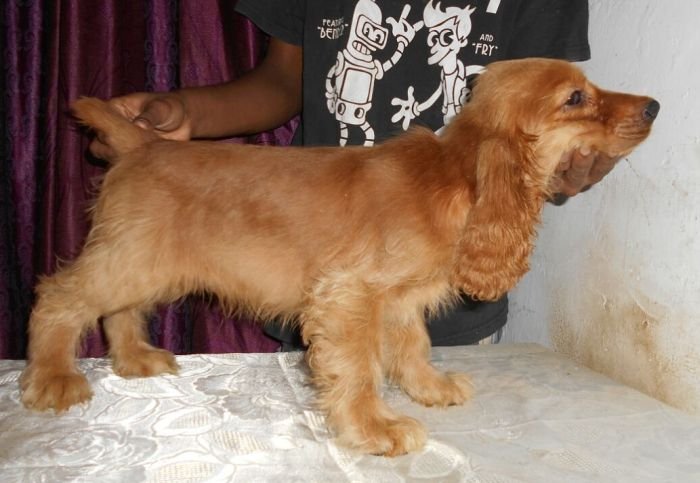 DogsIndia.com - English Cocker Spaniel - Goldflakes Kennel