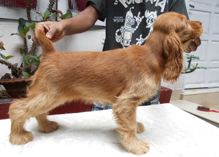 DogsIndia.com - English Cocker Spaniel - Goldflakes Kennel