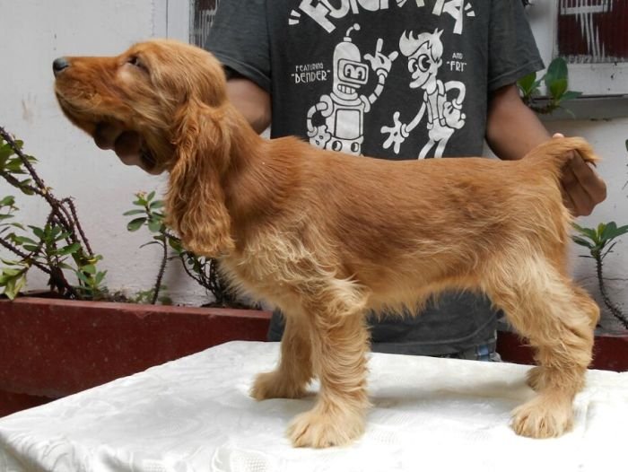 DogsIndia.com - English Cocker Spaniel - Goldflakes Kennel