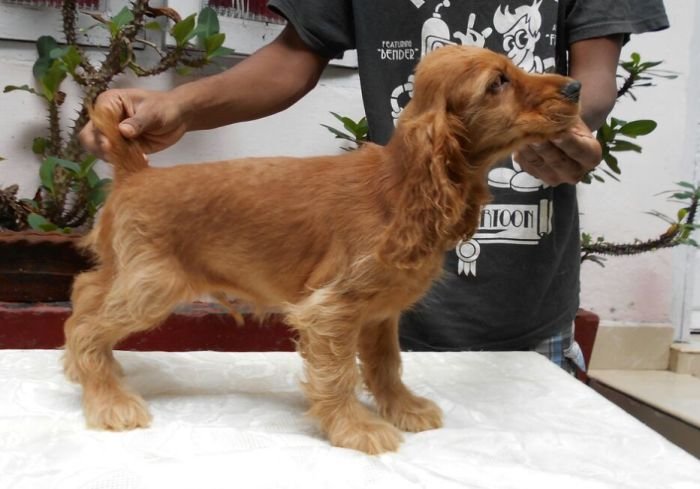 DogsIndia.com - English Cocker Spaniel - Goldflakes Kennel