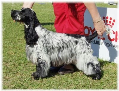 DogsIndia.com - English Cocker Spaniel - Goldflakes Kennel