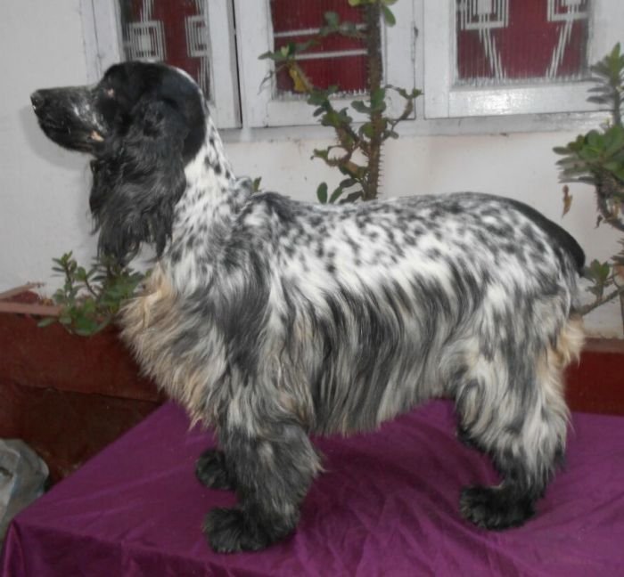 DogsIndia.com - English Cocker Spaniel - Goldflakes Kennel