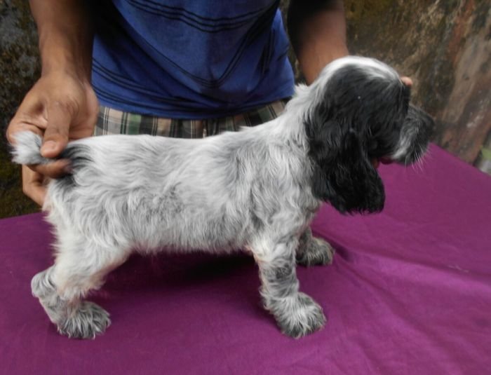 DogsIndia.com - English Cocker Spaniel - Goldflakes Kennel